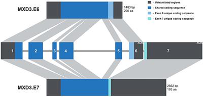 Alternative Splicing of MXD3 and Its Regulation of MXD3 Levels in Glioblastoma